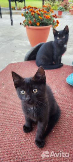 Котята черного цвета мальчики