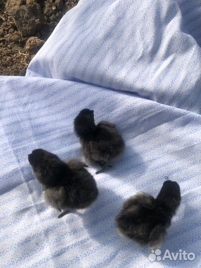 Цыплята ухейилюй