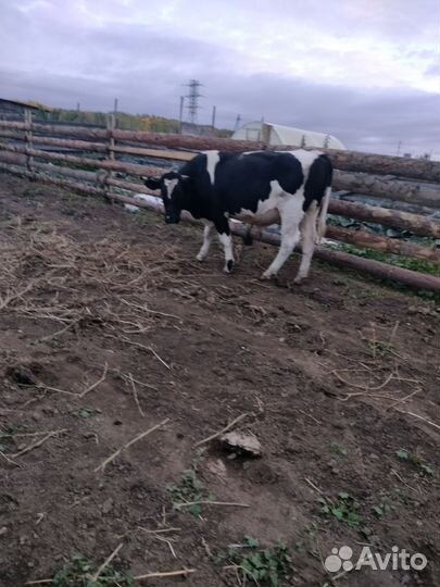 Быки на племя