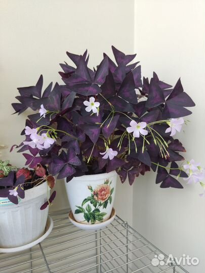 Кислица фиолетовая оксалис