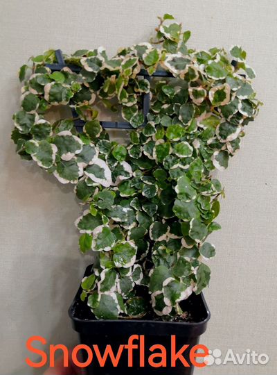 Ампельные фикусы серии Пумила