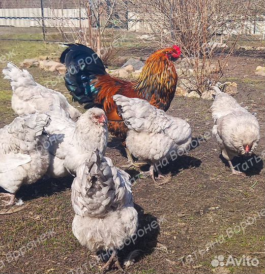 Амераукана. Инкубационное яйцо. Цыплята