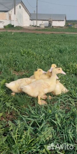 Цыплята бройлеры, гусята утята, мулард индюшата