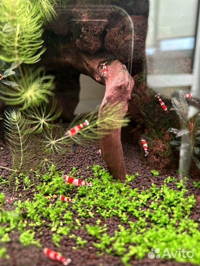 Аквариумные креветки Кристалл, растения