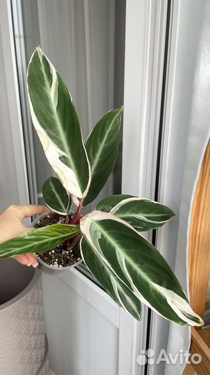 Строманта триколор