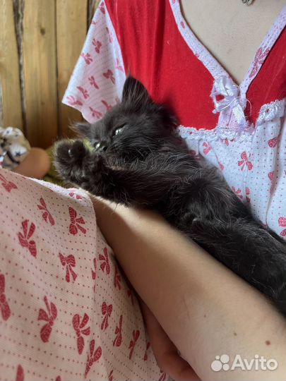 Черный пушистый котенок