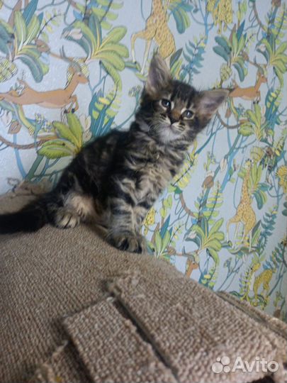 Котята мейн-куна