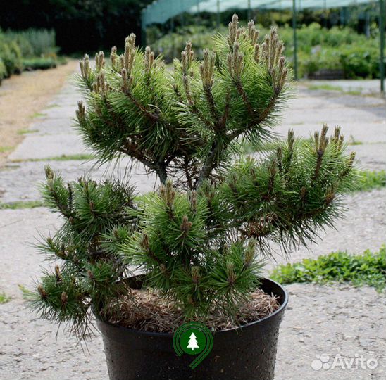 Сосна черная