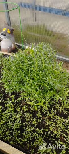 Садовые многолетники