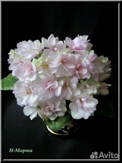 Минифиалки. Лист на срез