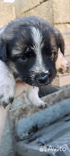 Щенки в Добрые руки