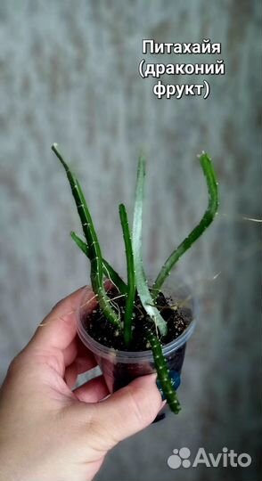 Суккуленты