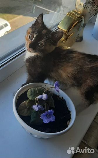 Котенок девочка