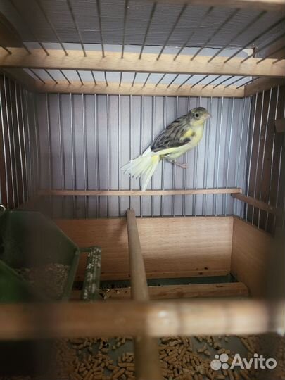 Кенара и канарейки