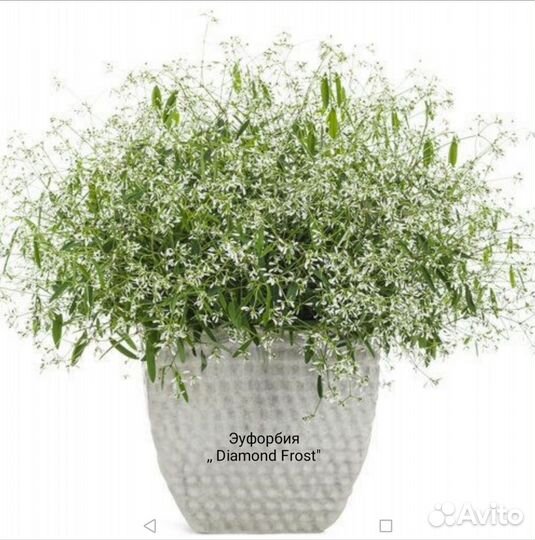 Вегетативные цветущие