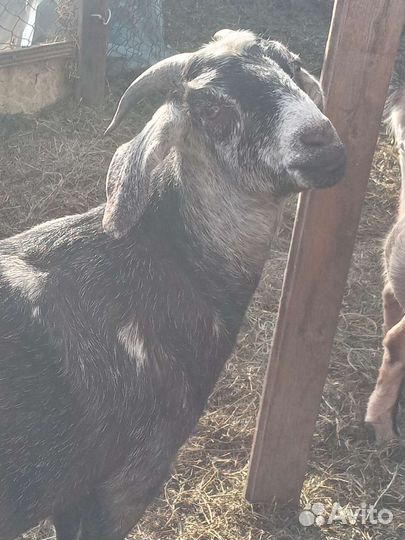 Молоко Козье домашнее