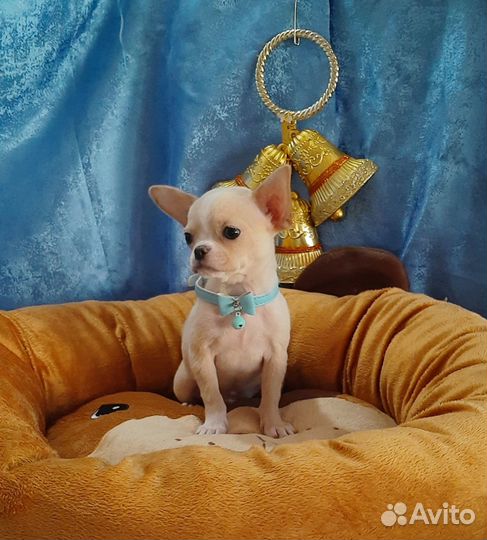 Мини девочка 11 месяцев