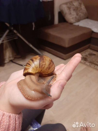 Улитка архахатина овум