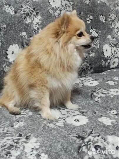 Щенки шпица