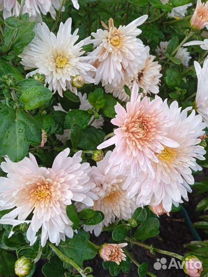 Хризантема кустовая