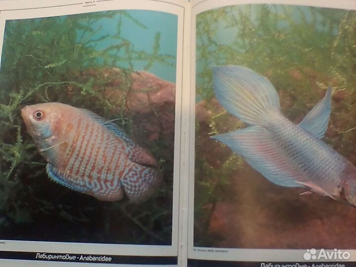 Книга Аквариум