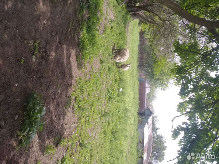 Овцы бараны