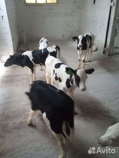 Бычки на откорм, на племя, телки