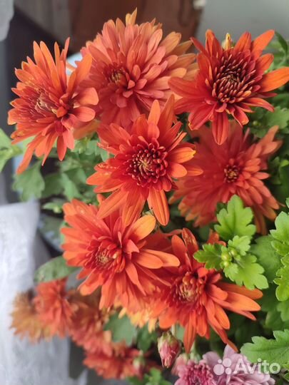 Хризантемы мультифлора в горшке