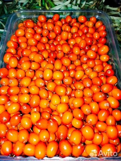 Облепиха ягоды