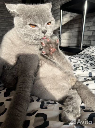 Британский кот вязка
