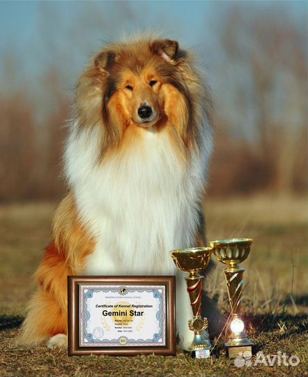 Родословные для собак, рег-ция питомника, помета