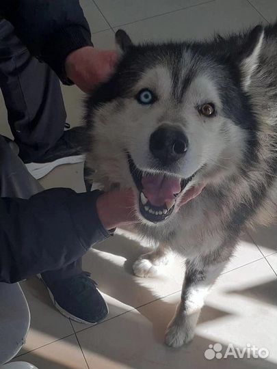 Сибирский хаски