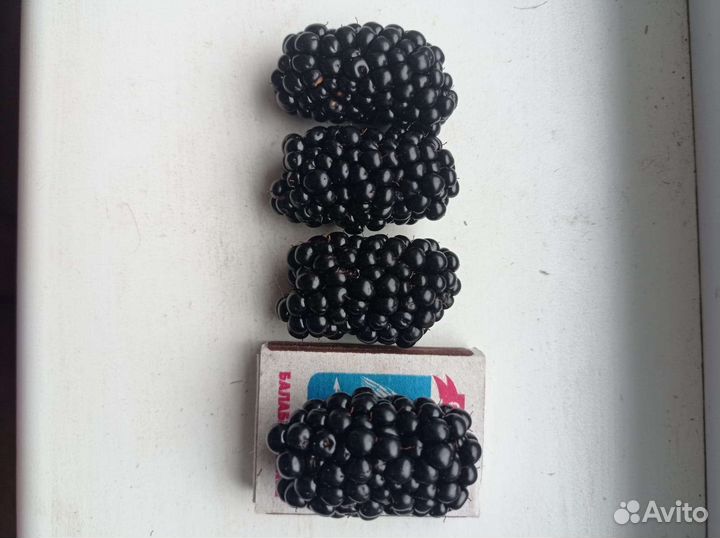 Саженцы ежевики