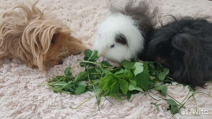 Морская свинка мальчик