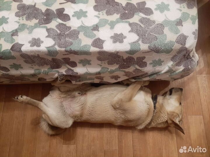 Собака ищет дом