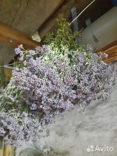 Душица трава