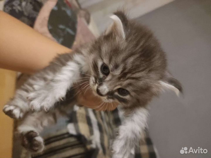 Котята 2мес отдам