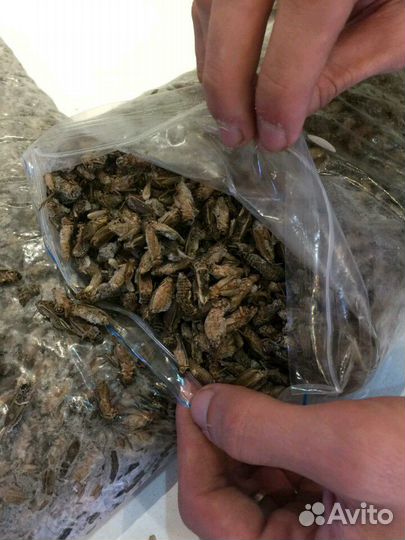 Сверчки кормовые замороженые