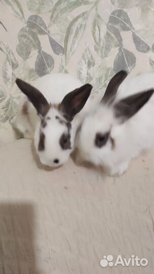 Декоративные кролики