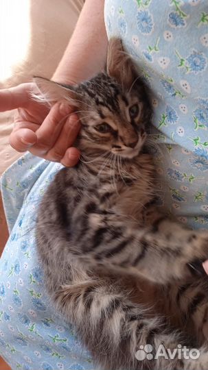 Домашний котенок