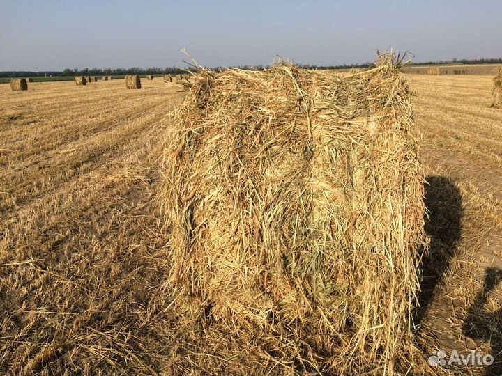 Чумиза сено
