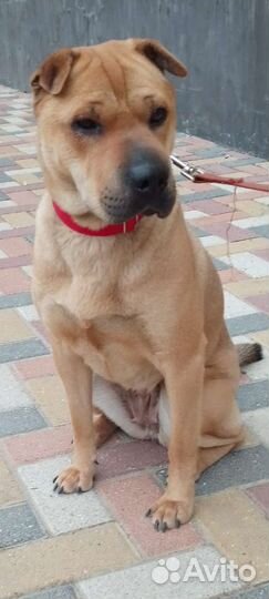 Метисочка шарпея в добрый дом