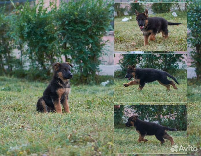Щенки немецкой овчарки