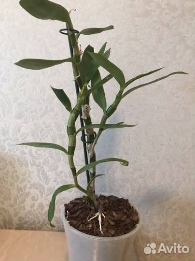 Дендробиум нобиле