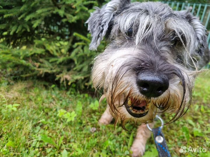 Выгул собак