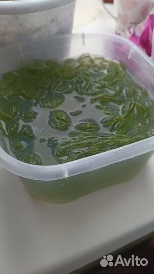 Контейнер роголистника