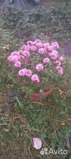 Хризантемы мультифлора