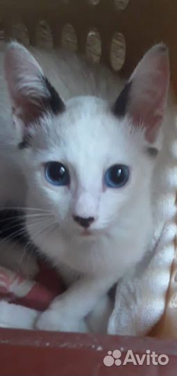 Голубоглазый котенок