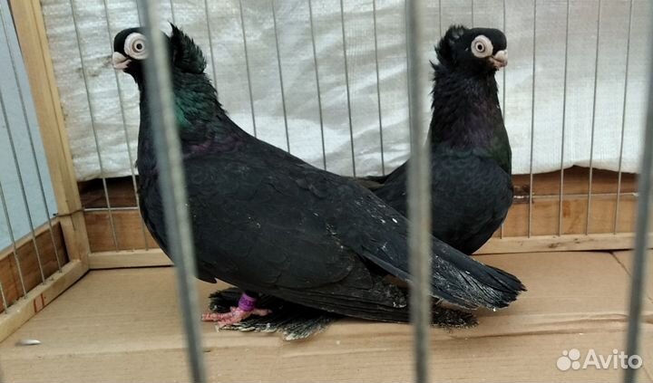 Продажа голубей