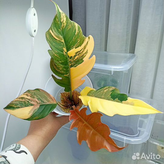 Карамель марбл вар